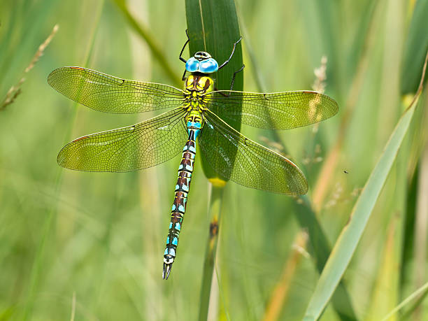 Green Hawker Dragonfly Resting on a Leaf Green Hawker Dragonfly (Aeshna viridis) resting on the leafs of reed (Phragmites australis) in natural habitat dragonfly photos stock pictures, royalty-free photos & images