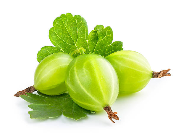 gooseberry isolated on white Gooseberry isolated on white background. Heap of green ripe gooseberry with leaf  isolated on white background. Gooseberry closeup gooseberry stock pictures, royalty-free photos & images