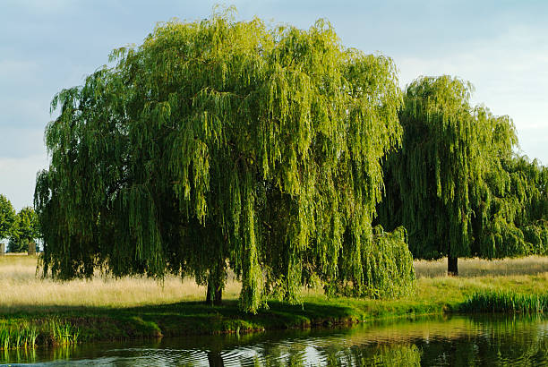 salgueiro-chorão  - weeping willow - fotografias e filmes do acervo