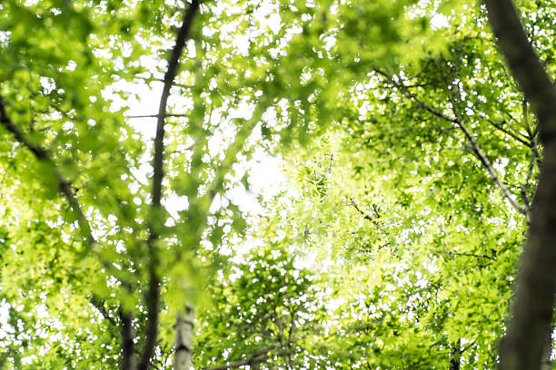 istock Sunshine filtering through foliage,eco,ecology 624533352