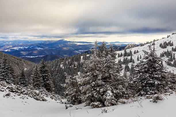 istock Winter mountain landscape with pines. 624533718