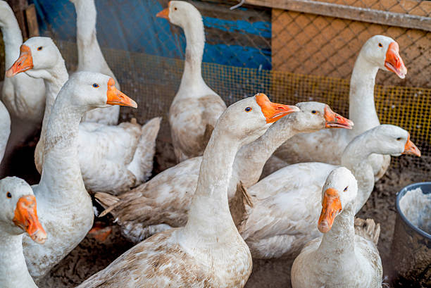 istock Domestic geese on traditional farm 624539924