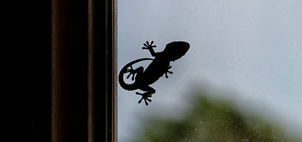 istock Silhouette of a small gecko 624540784