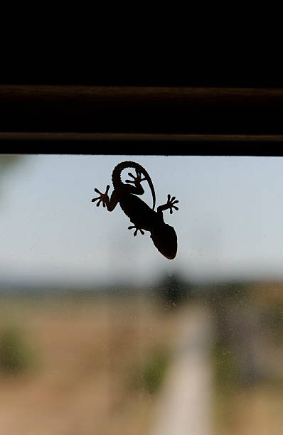 istock Template of a small gecko 624540884