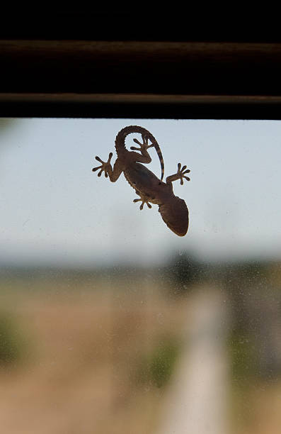 View of a small gecko