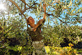 Mature Woman Harvesting Olives in Brac, Croatia, Europe