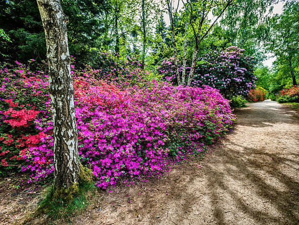 blühende rhododendron garden - azalea magenta flower red stock-fotos und bilder