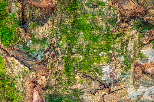 Bark with green lychen. Background.
