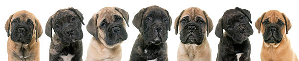 istock puppies bull mastiff 624541582
