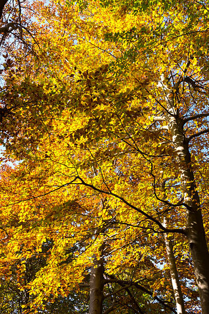 istock colors of autumn 624542640