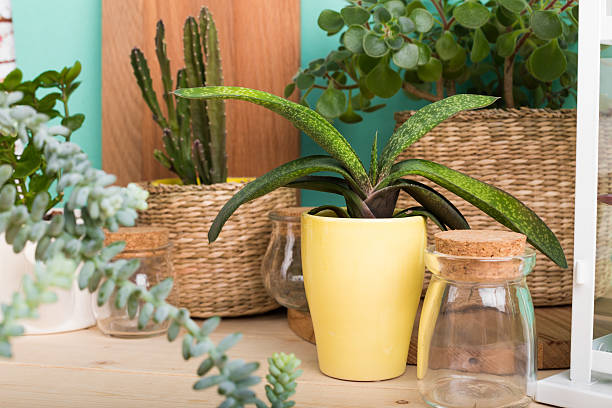 istock Succulents, house plants in pots 624543394