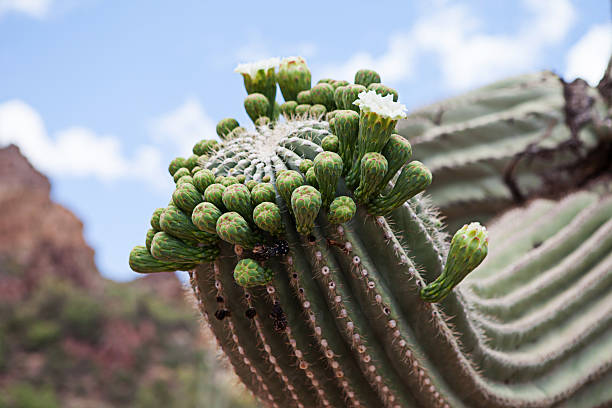 Flowering Saguaro Cactus stock photo