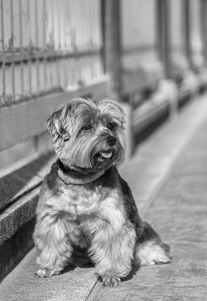 istock Yorkshire Terrier sitting on the bridge. Black and white style 624544384