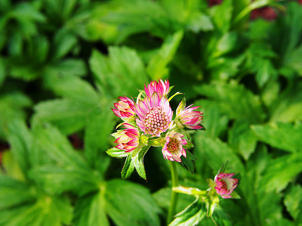 istock Blooming Astrantia major 'Lars' 624545022