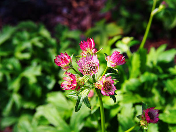 istock Blooming Astrantia major 'Lars' 624545118