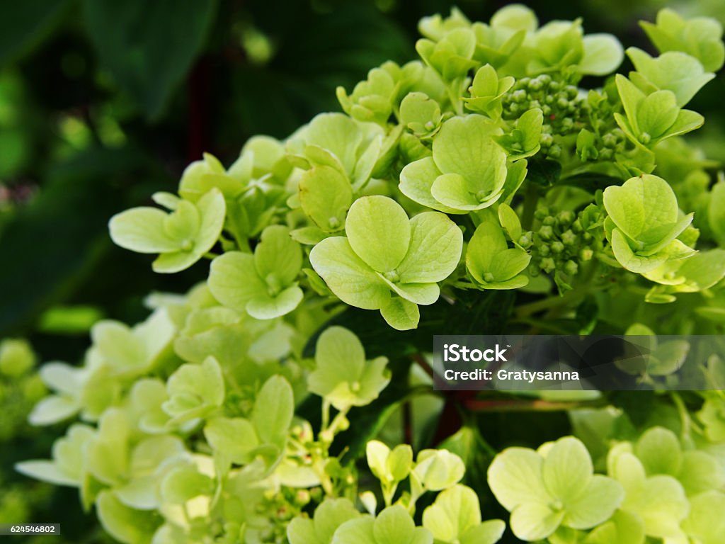 Hydrangea paniculata - panicle hydrangea Close up of Hydrangea paniculata - panicle hydrangea Autumn Stock Photo