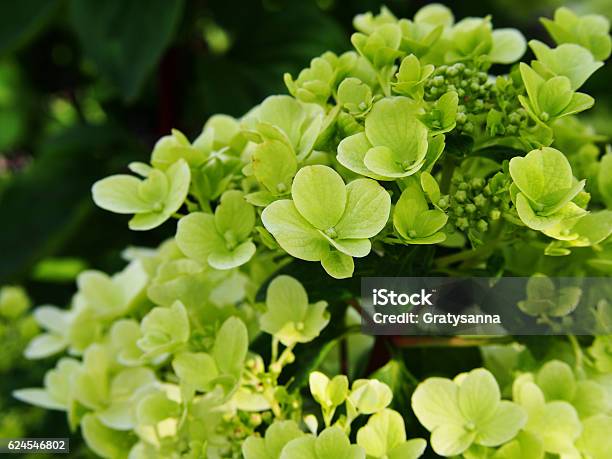 Hydrangea Paniculata Panicle Hydrangea Stock Photo - Download Image Now - Autumn, Backgrounds, Botany