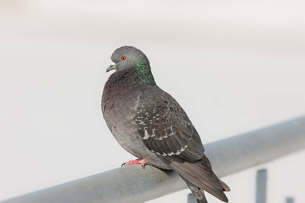 istock portrait of pigeon 624546810