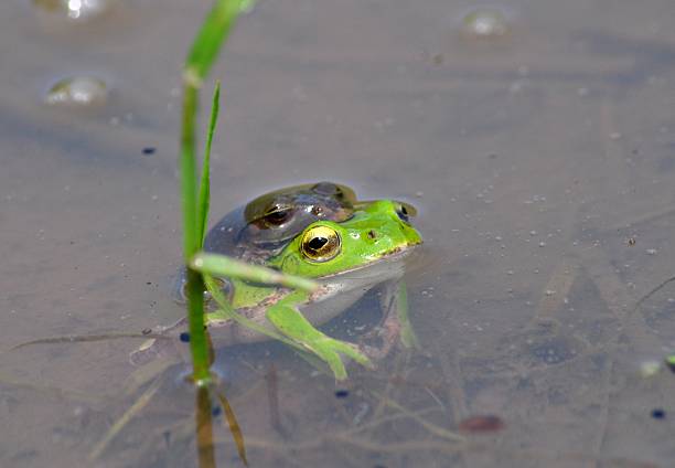 istock Rhacophorus schlegelii 624546814