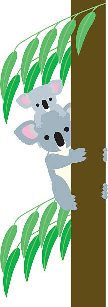 ilustrações de stock, clip art, desenhos animados e ícones de koala parent and child - koala young animal australia mother