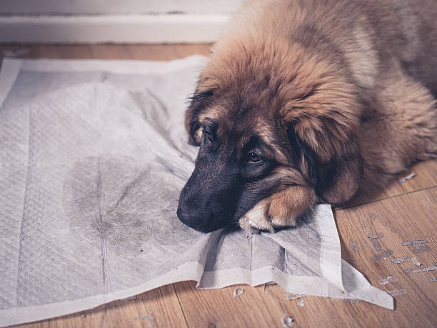 szczeniak leonberger z głową na brudnej podkładce treningowej - leonberger zdjęcia i obrazy z banku zdjęć