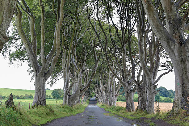 istock Dark Hedges - Majestic tree alley. 624566216