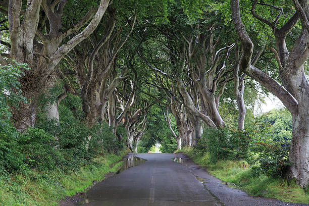 istock Dark Hedges - Majestic tree alley 624566428