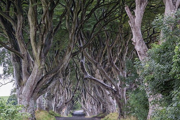 istock Dark Hedges - Majestic tree alley 624566576
