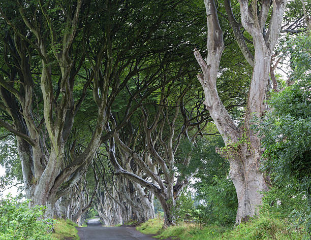 istock Dark Hedges - Majestic tree alley 624566700