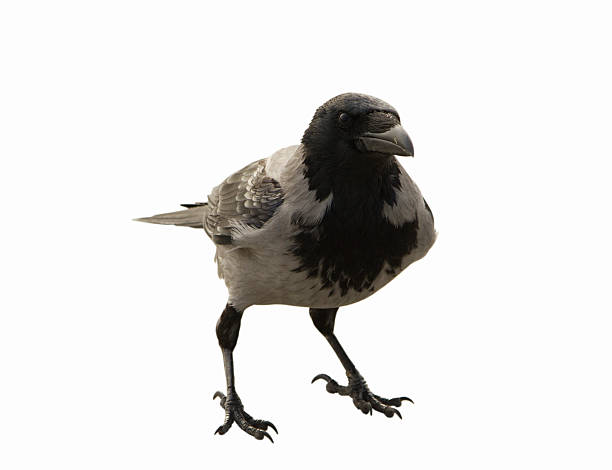 istock The single crow on the white background 624569184