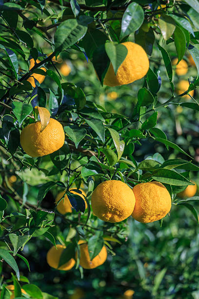 istock Yuzu: Citrus junos is a kind of Japanese citrus 624569476