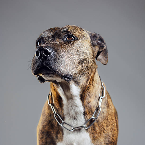 Portrait of an old pitbull dog Portrait of an old pit bull or american staffordshire dog with chain collar. Studio photography. Square image from a DSLR camera. Sharp focus on eyes. nasty dog stock pictures, royalty-free photos & images
