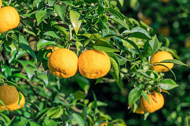 istock Yuzu: Citrus junos is a kind of Japanese citrus 624569944