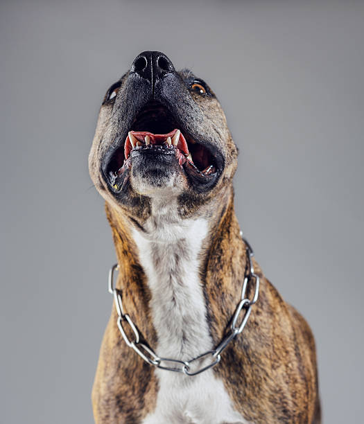 istock Portrait of an old pitbull dog 624570000