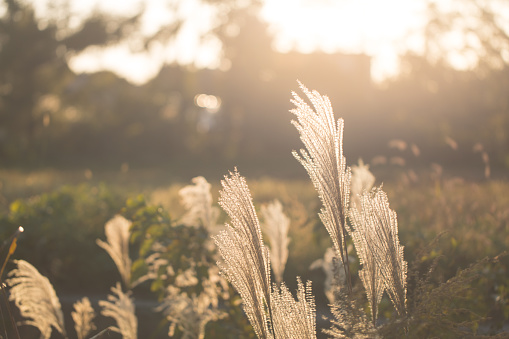 Silver grasses in sunset