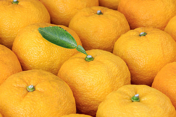 Yuzu: citrus junos jest rodzaju japoński owoce cytrusowe, – zdjęcie