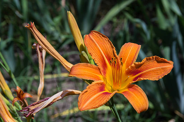 istock wild orange tiger lily 624570644