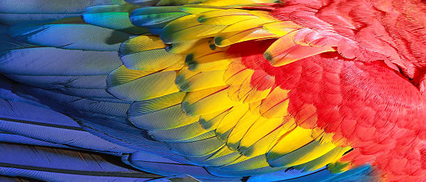 papagei federn, rot, gelb und blau exotische textur - wing pattern stock-fotos und bilder