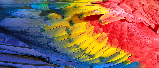 Close-up of a parrot and its feathers.