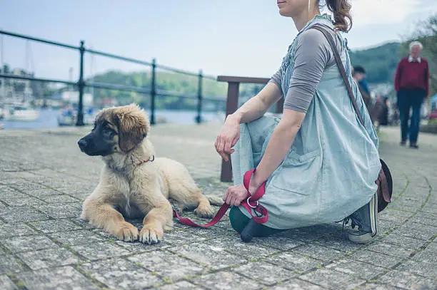 A young woman is sitting in the street in a small village with her Leonberger puppy