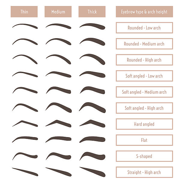 Eyebrow shapes. Various types of eyebrows. Trimming. Vector illustration. vector art illustration