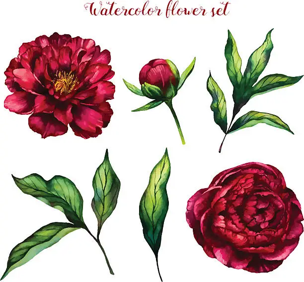 Vector illustration of Watercolor flower set of peonies and leaves
