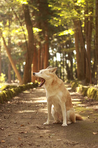 istock Dog is yawning  in the woods 624617618