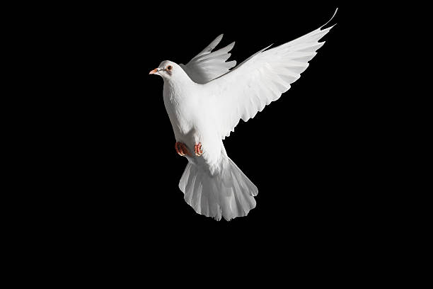 istock homing pigeon with spread wings isolated on black 624618348