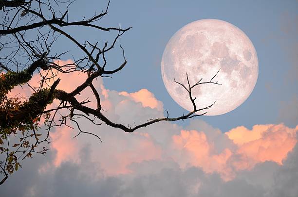 bare tree on full moon at evening. - abstract autumn bare tree empty imagens e fotografias de stock