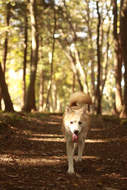 istock Dog  in the woods 624619282
