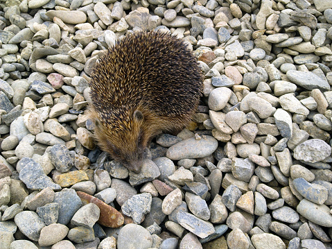 Hedgehog, walking on gravel. Hedgehog on a rock