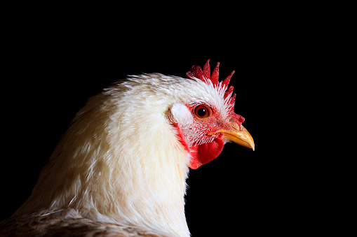 white chicken on a black background portrait,Animals on the farm, poultry farm