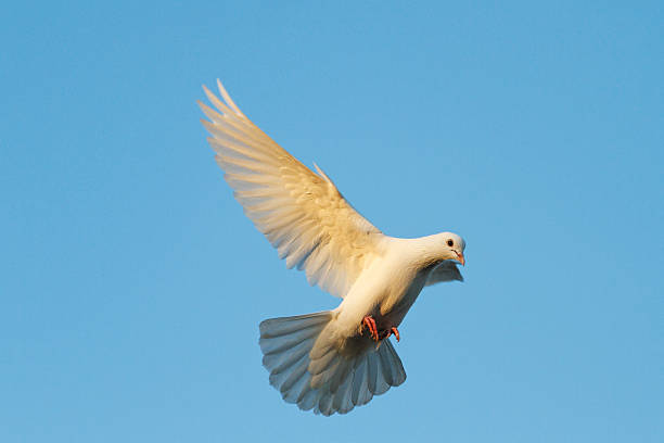 istock white dove flying at sunset in golden rays 624619892