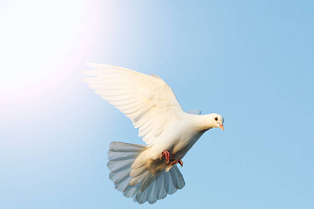 istock white dove flying in the blue sky with sunny hotspot 624620052